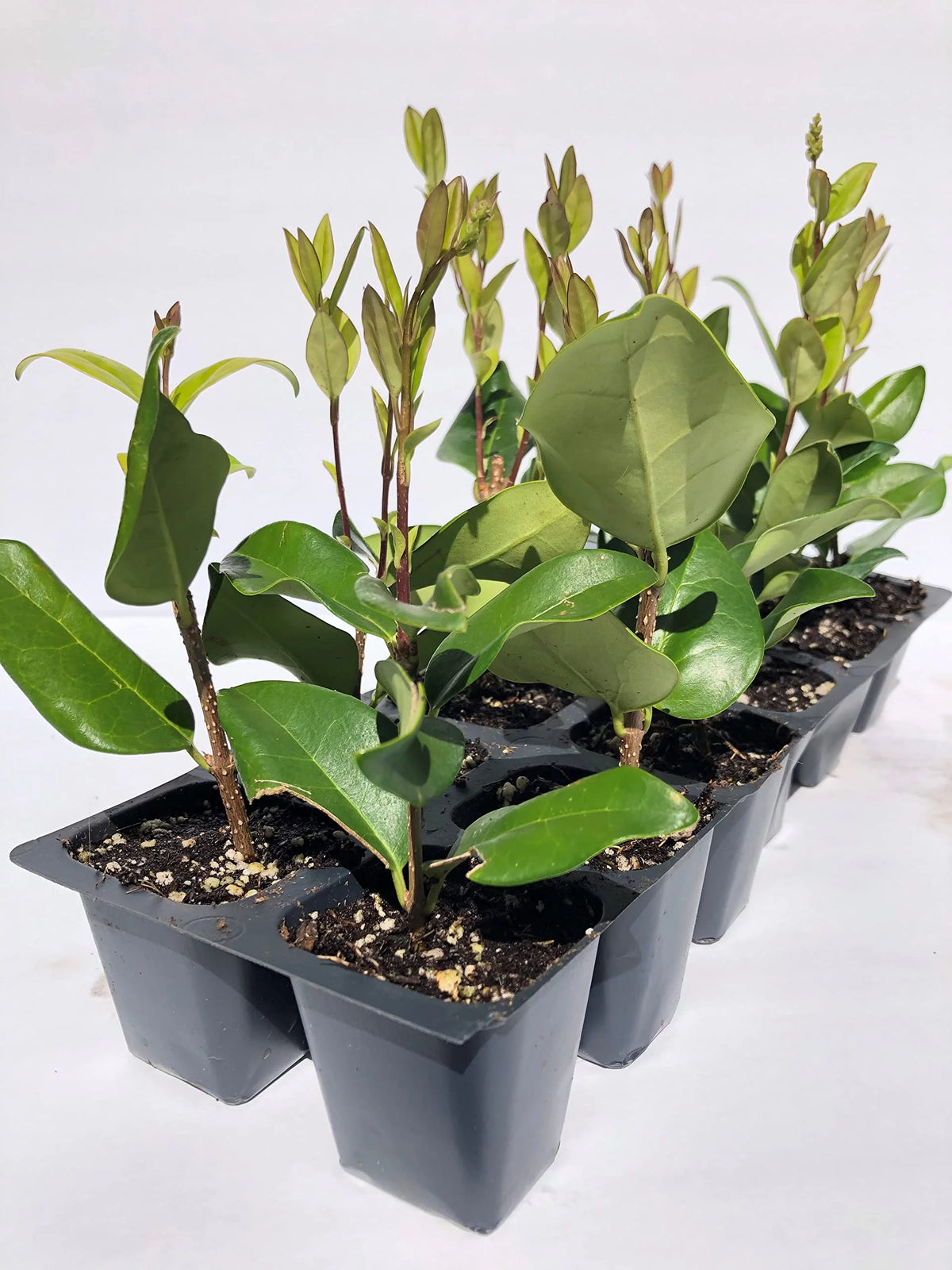12 Live Plants in 2.5" Nursery Containers B54301