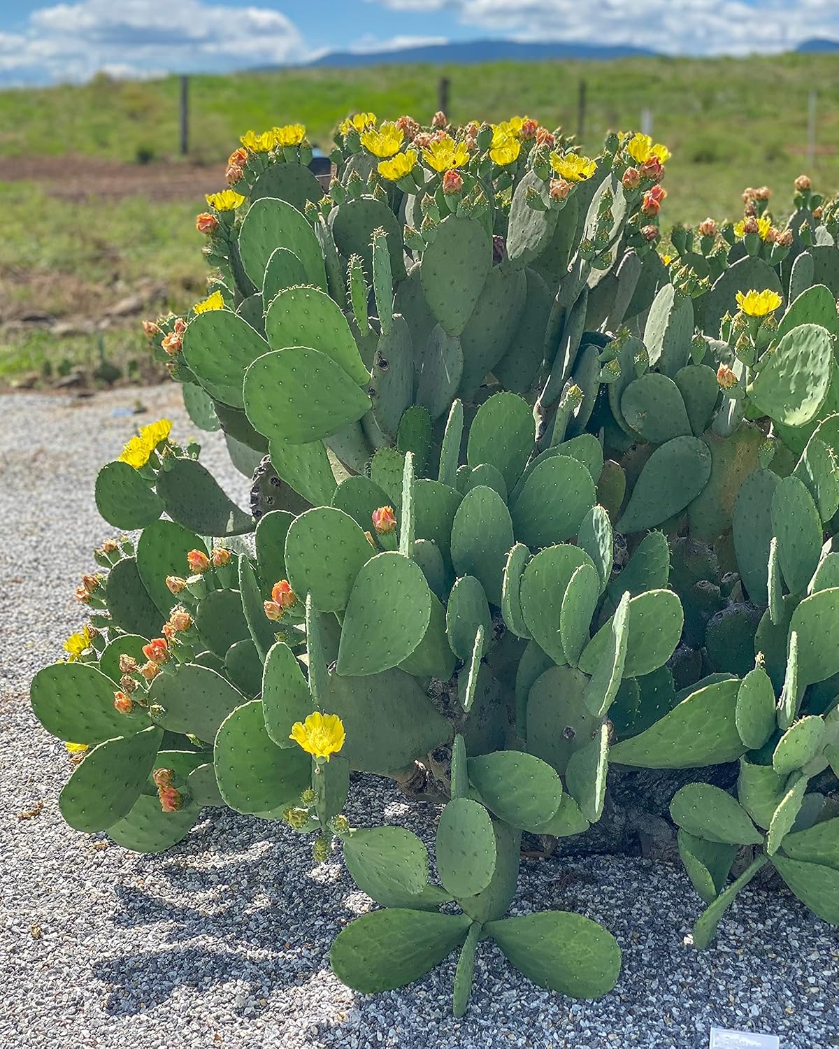 1 PAD Cutting Winter Hardy Cactus F348