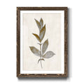 Walnut Framed Print Y9817