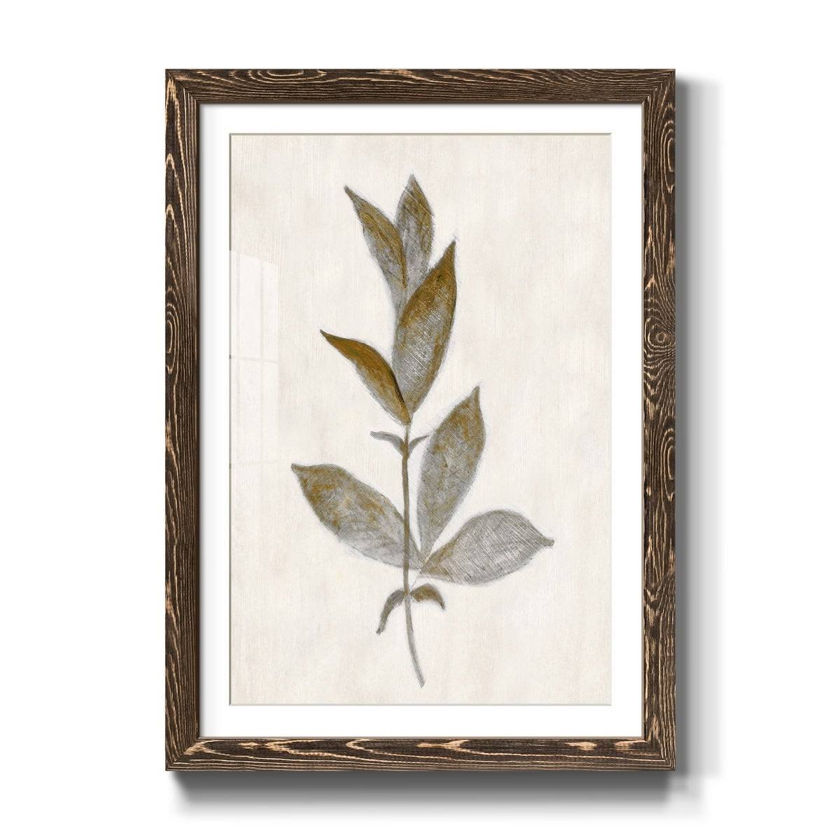 Walnut Framed Print Y9817