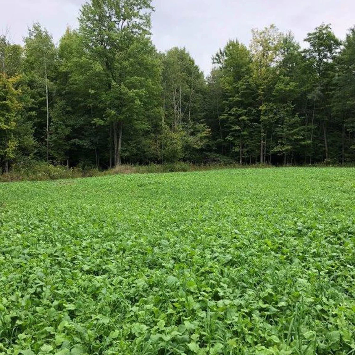 Deer Food Plot E840954