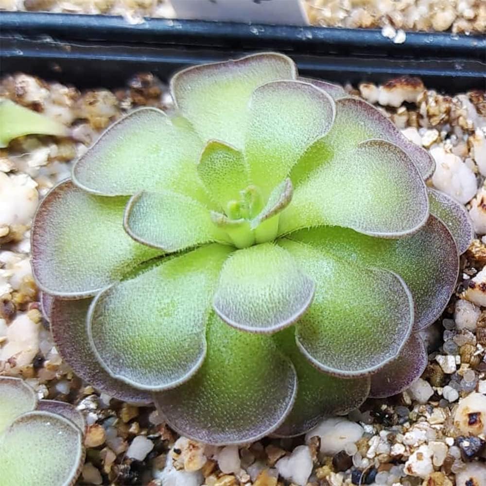 25 Rare Butterwort Plant Seeds Pinguicula Mexican Butterwort Carnivorous Plant Seeds U585641
