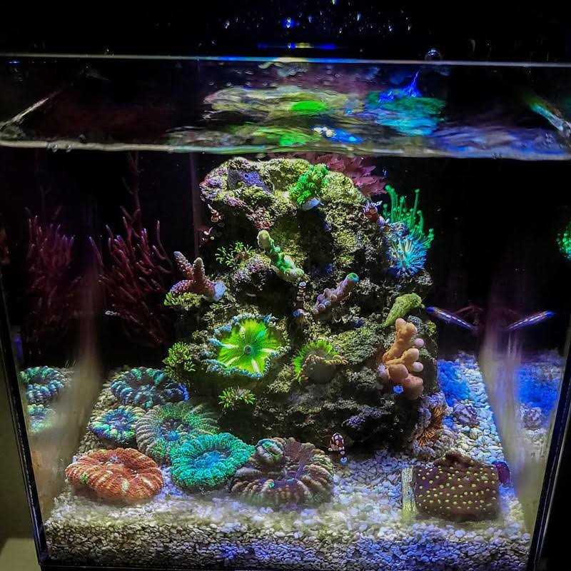Desktop Aquarium Q93341