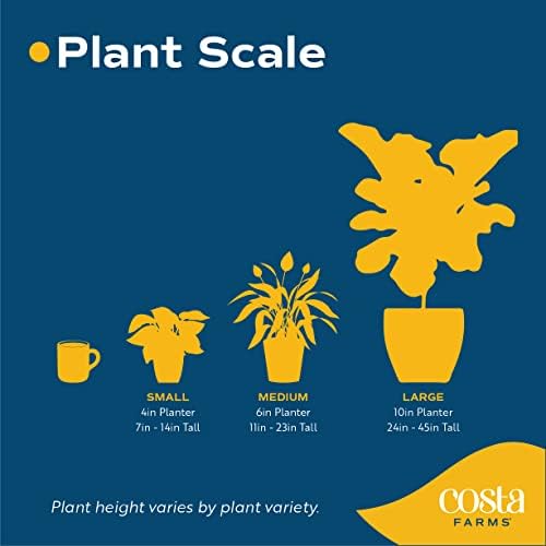 Mini Live Succulents in Stone Planter Pots, 4-Inches Tall (2-Pack) E5966
