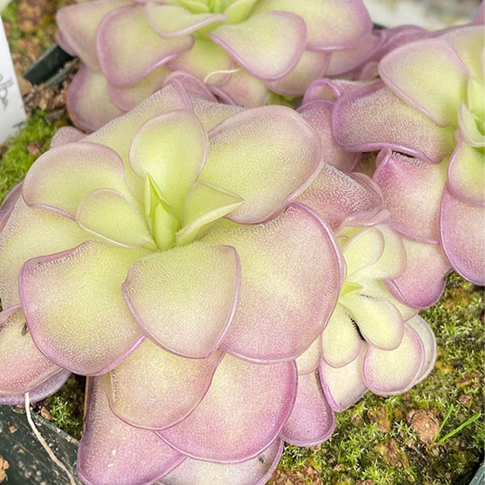25 Rare Butterwort Plant Seeds Pinguicula Mexican Butterwort Carnivorous Plant Seeds U585641