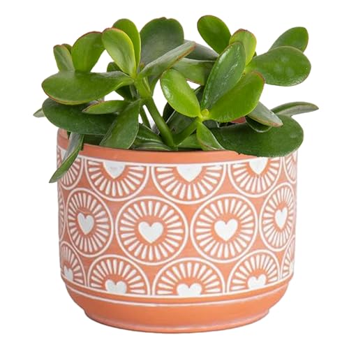 Mini Live Succulents in Stone Planter Pots, 4-Inches Tall (2-Pack) E5966