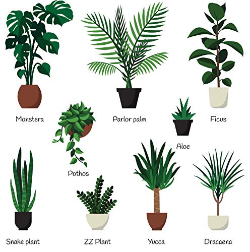 All-purpose Liquid Houseplant Fertilizer for Potted Soil P426
