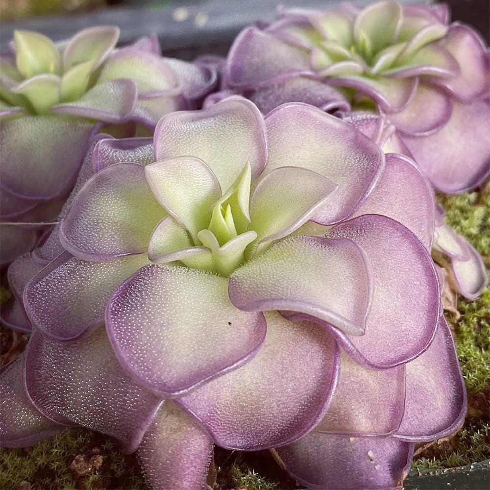 25 Rare Butterwort Plant Seeds Pinguicula Mexican Butterwort Carnivorous Plant Seeds U585641