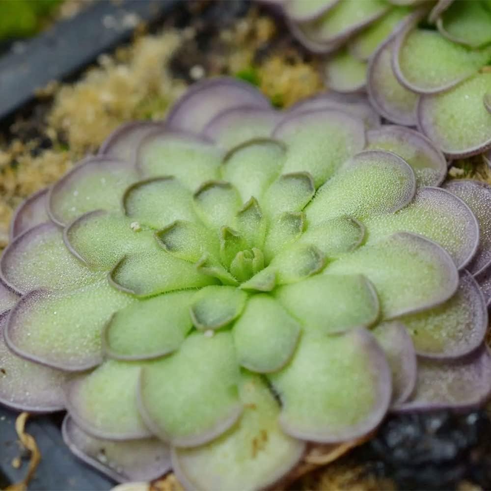 25 Rare Butterwort Plant Seeds Pinguicula Mexican Butterwort Carnivorous Plant Seeds U585641