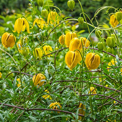 1000 Seeds Perennial Clematis Climbing Vine Garden Seeds O306