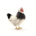Pack of 2 Plush Black and White French Hen Stuffed Animal K8313