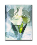 Sheer White Iris Canvas Art J24346