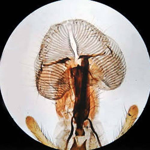 20X-40X-80X Forward Stereo Microscope with 1.3MP Digital Camera B4834