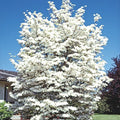 White Flowering Dogwood Dormant Bare Root Starter Tree (1-Pack) T496