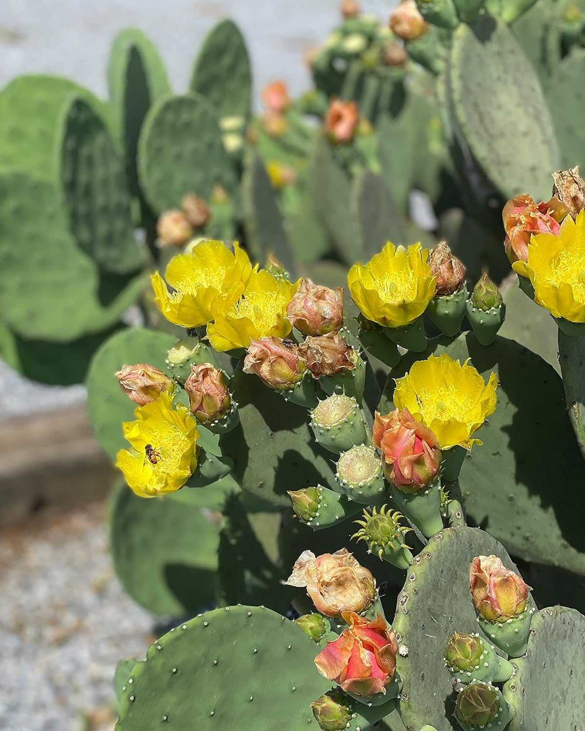 1 PAD Cutting Winter Hardy Cactus F348