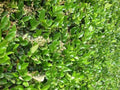 12 Live Plants in 2.5" Nursery Containers B54301