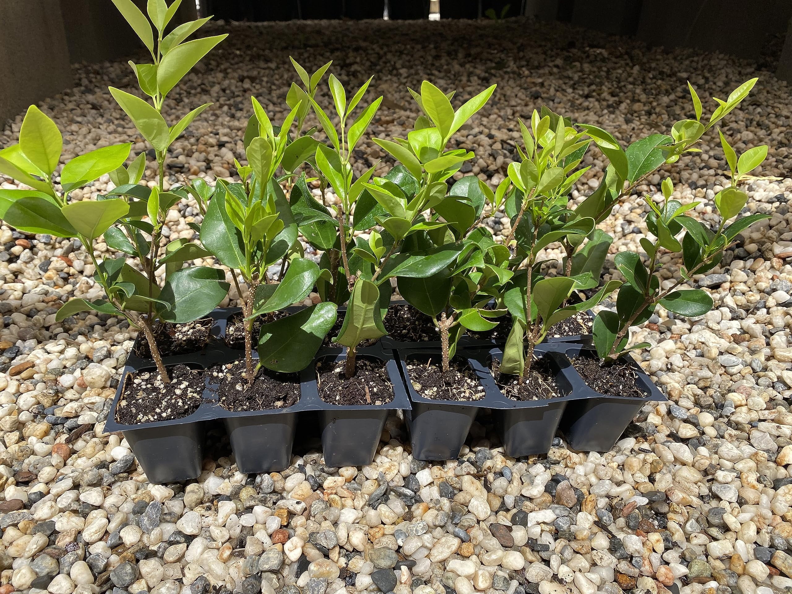 12 Live Plants in 2.5" Nursery Containers B54301