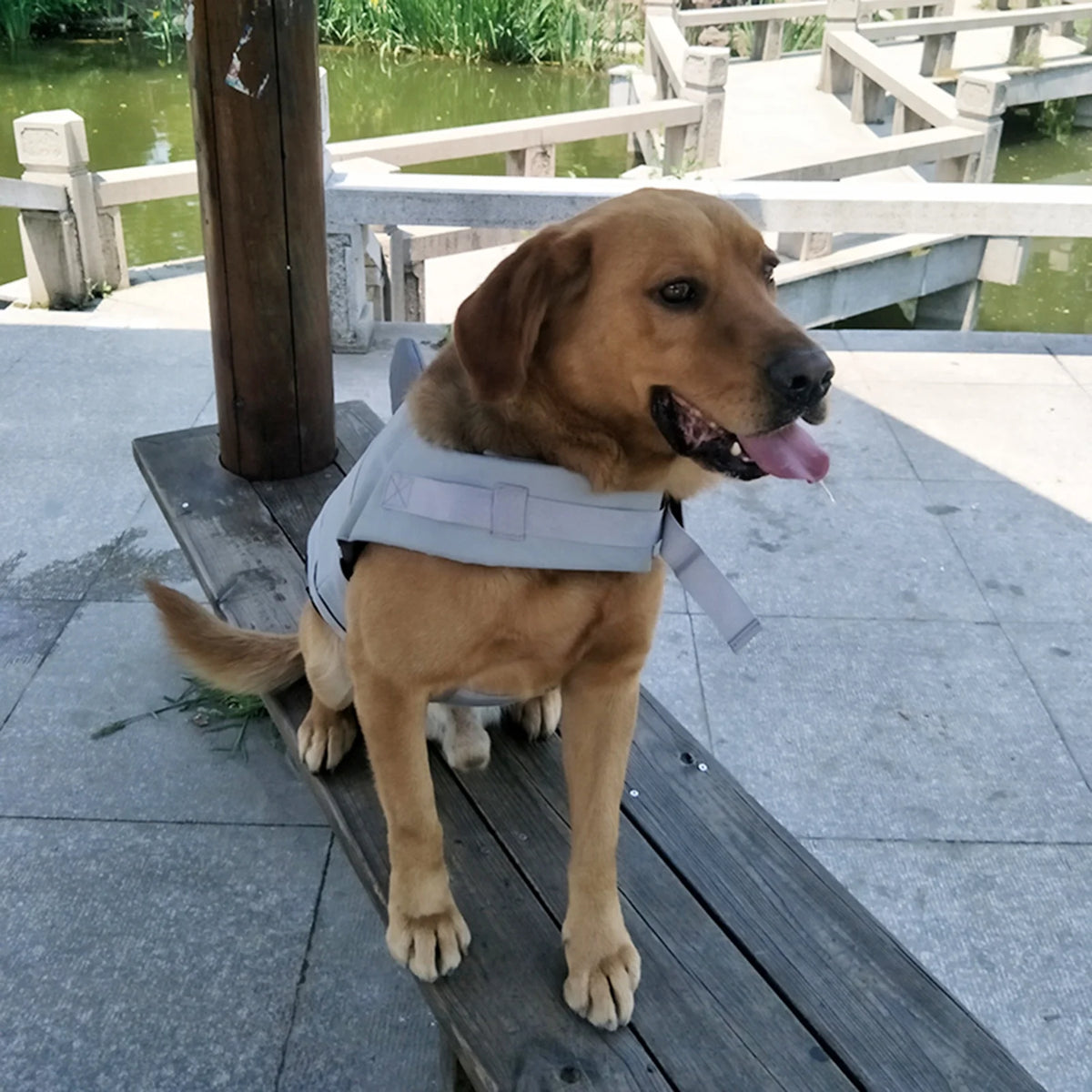 Dog Pet Shark Swimsuit Vest Pet Safety Wear Dog Swimsuit Preserver For Water Safety Device At The Pool, Beach, Boating E199
