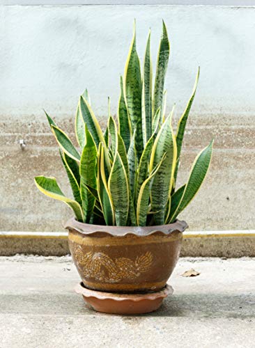 All-purpose Liquid Houseplant Fertilizer for Potted Soil P426