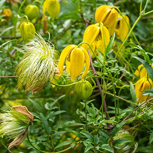 1000 Seeds Perennial Clematis Climbing Vine Garden Seeds O306