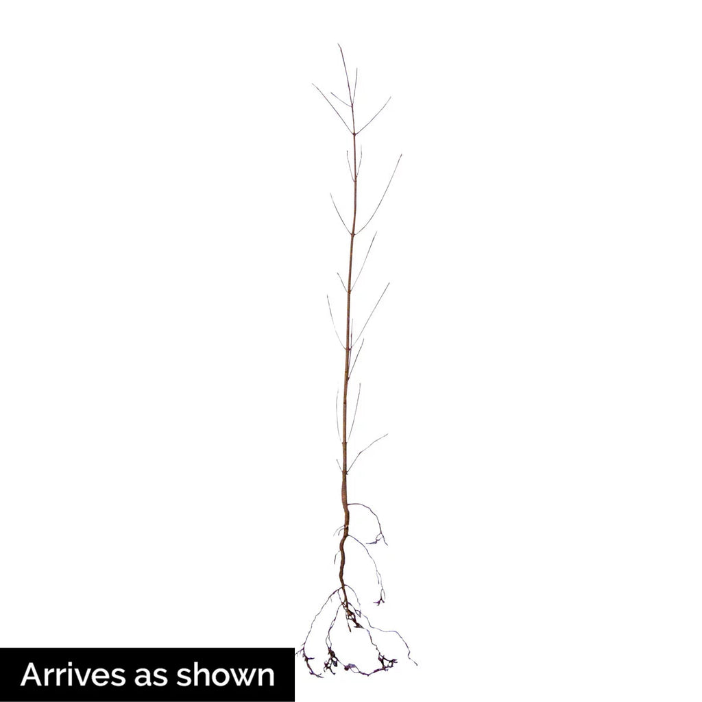 White Flowering Dogwood Dormant Bare Root Starter Tree (1-Pack) T496