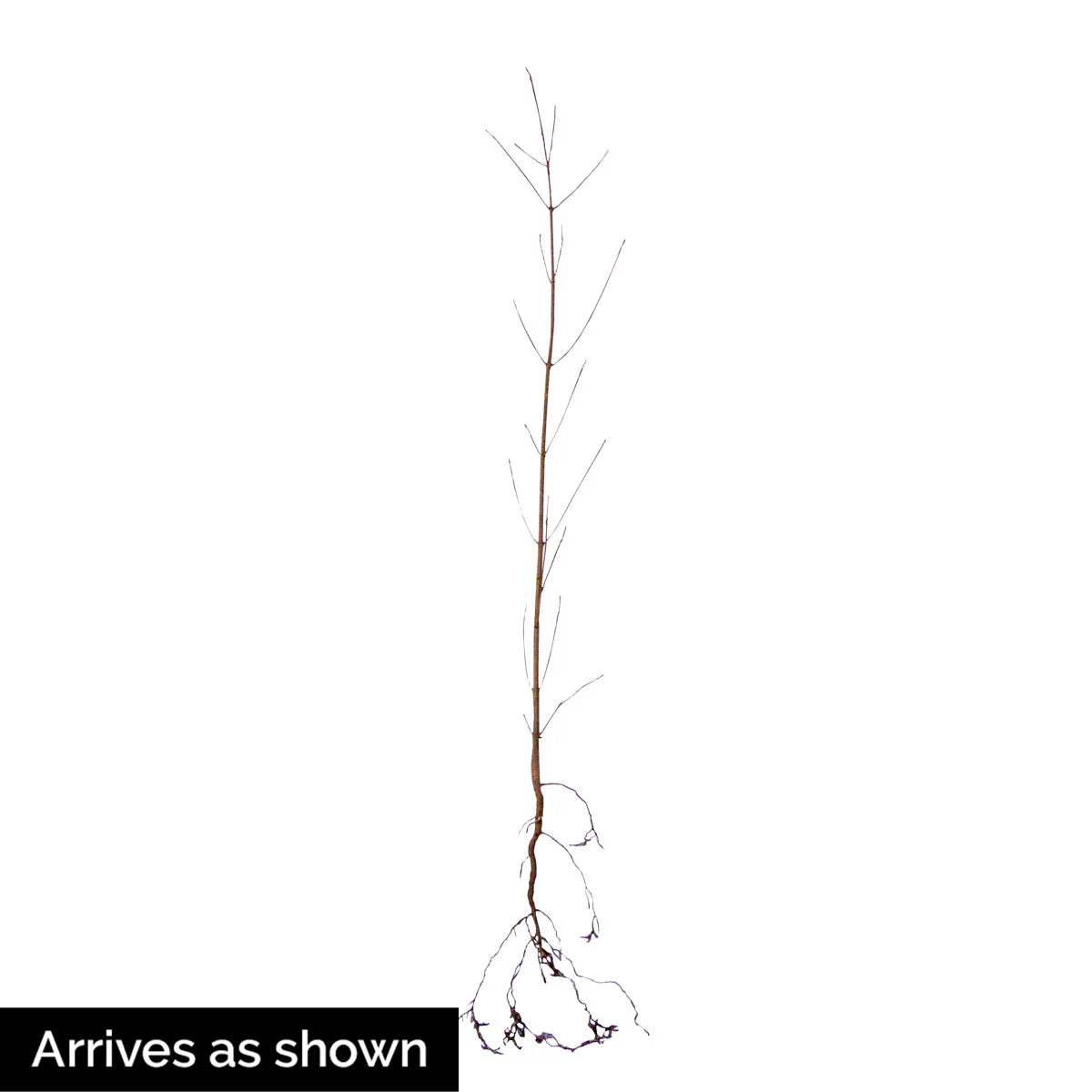White Flowering Dogwood Dormant Bare Root Starter Tree (1-Pack) T496