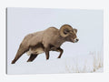 Canvas Wall Decor Prints Rocky Mountain Bighorn Sheep Ram W8639