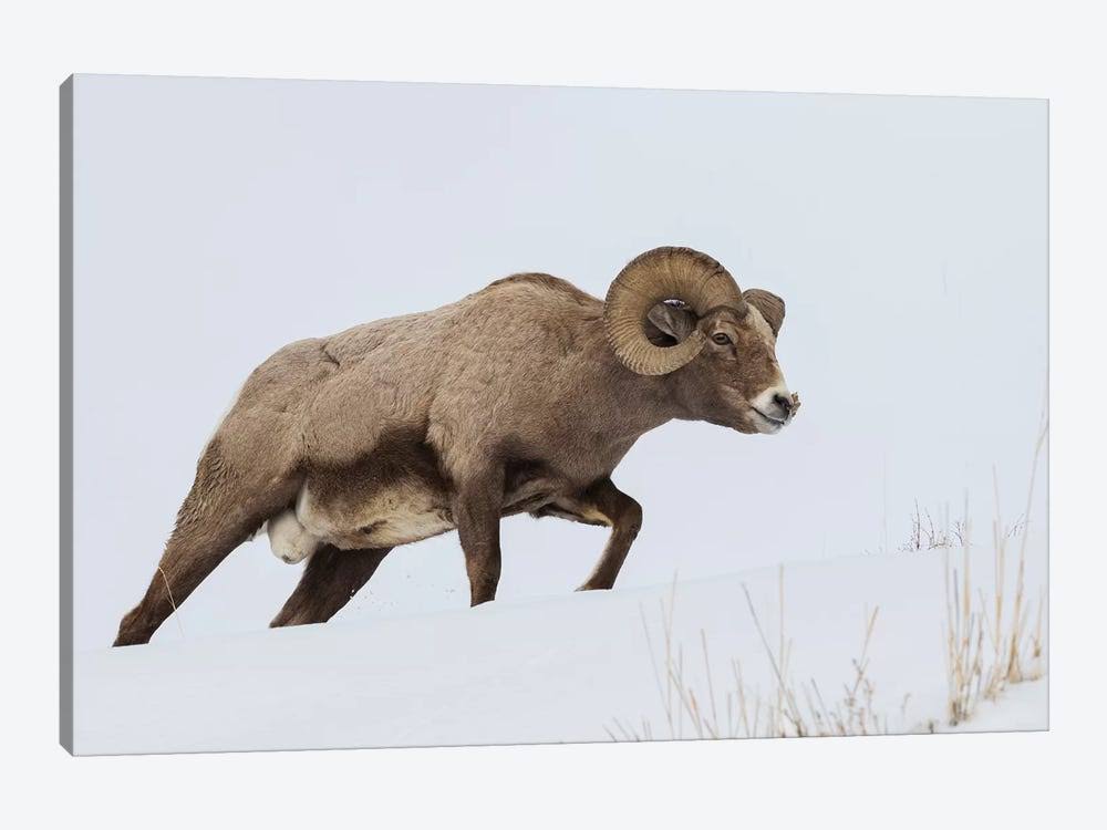 Canvas Wall Decor Prints Rocky Mountain Bighorn Sheep Ram W8639