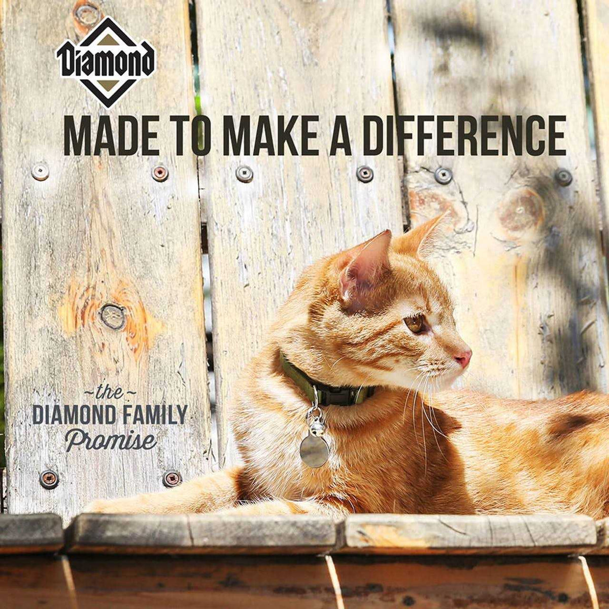 Dry Cat Food F4617