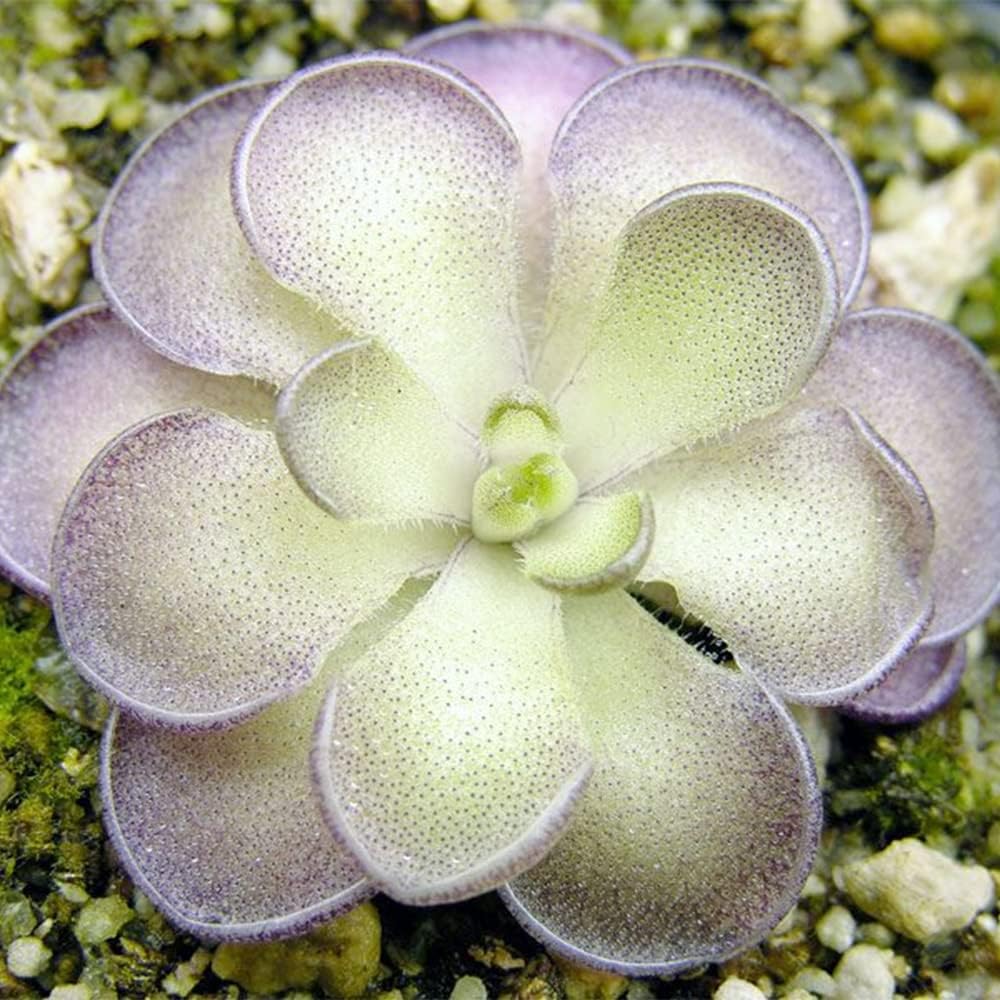 25 Rare Butterwort Plant Seeds Pinguicula Mexican Butterwort Carnivorous Plant Seeds U585641