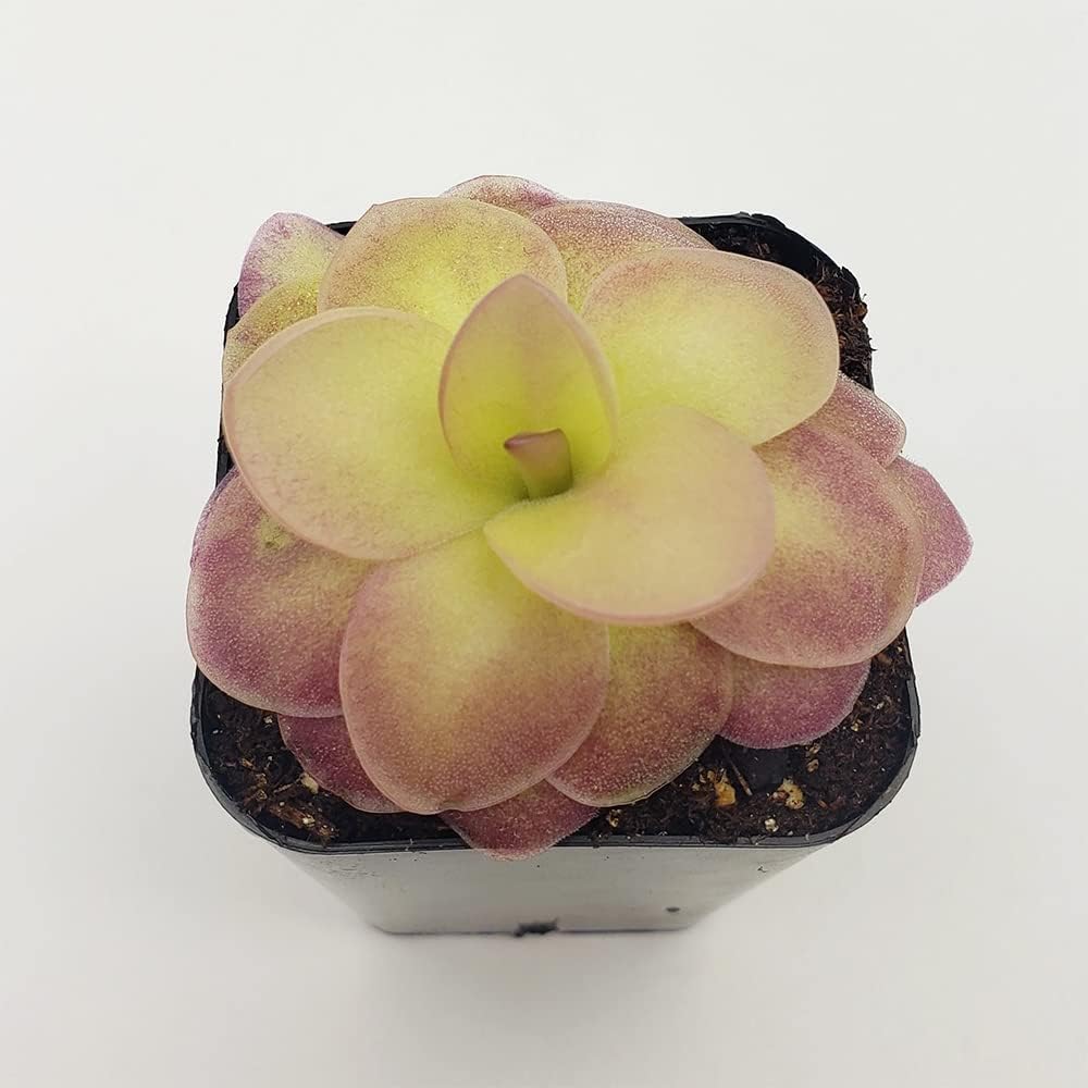 25 Rare Butterwort Plant Seeds Pinguicula Mexican Butterwort Carnivorous Plant Seeds U585641