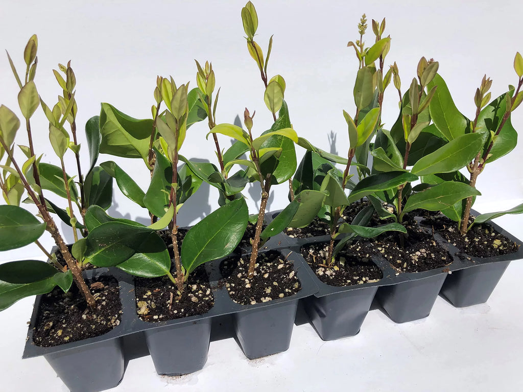 12 Live Plants in 2.5" Nursery Containers B54301