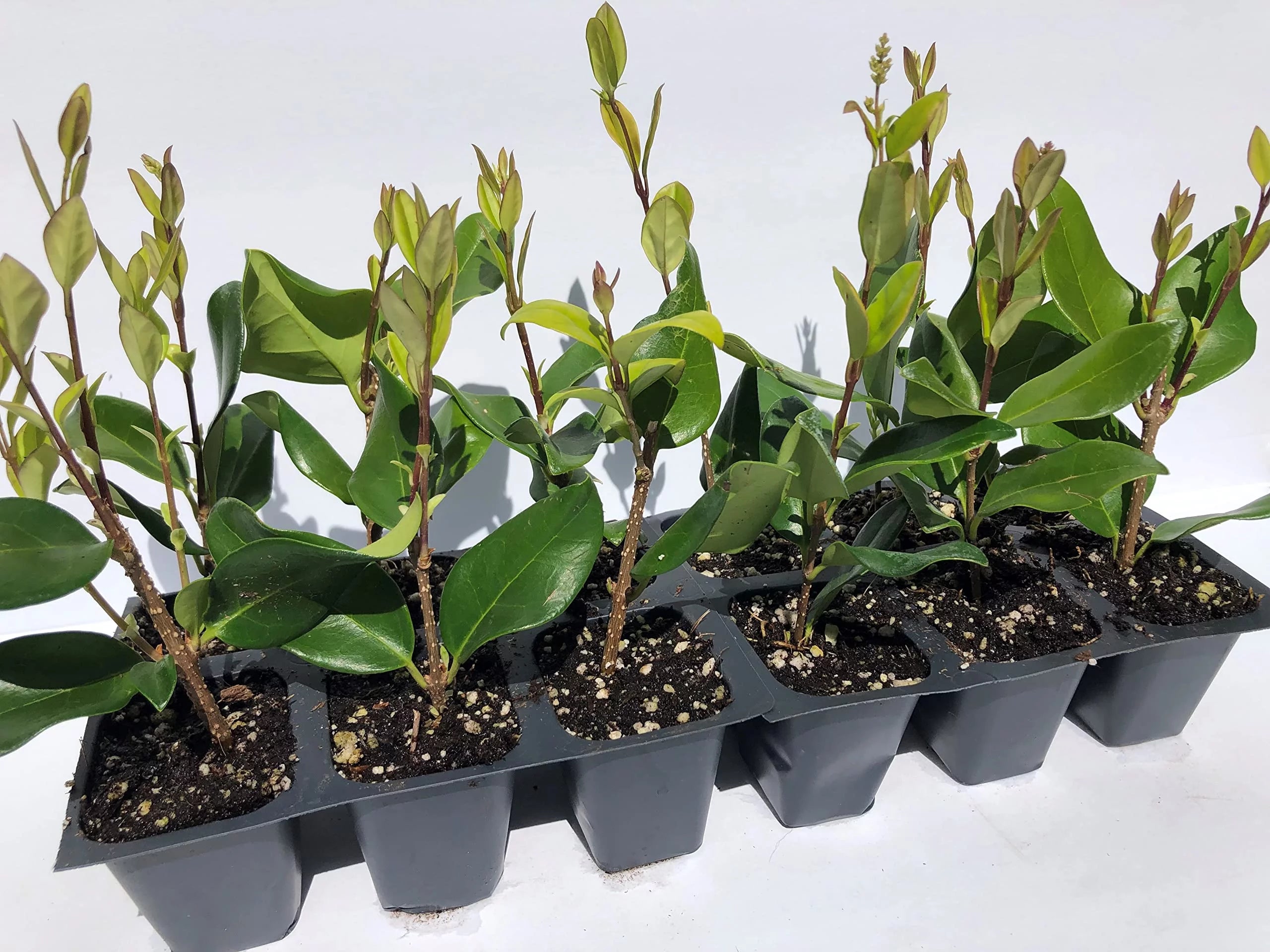 12 Live Plants in 2.5" Nursery Containers B54301