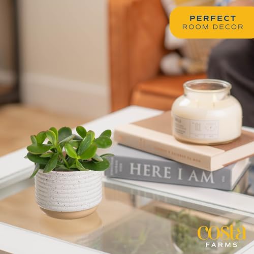 Mini Live Succulents in Stone Planter Pots, 4-Inches Tall (2-Pack) E5966