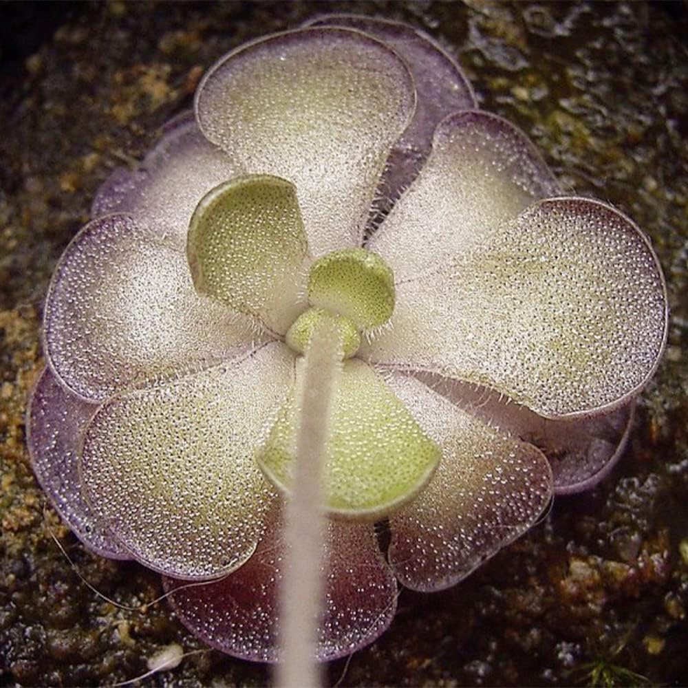 25 Rare Butterwort Plant Seeds Pinguicula Mexican Butterwort Carnivorous Plant Seeds U585641