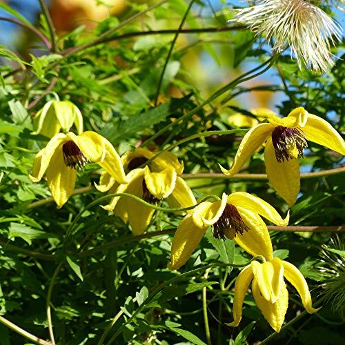 1000 Seeds Perennial Clematis Climbing Vine Garden Seeds O306
