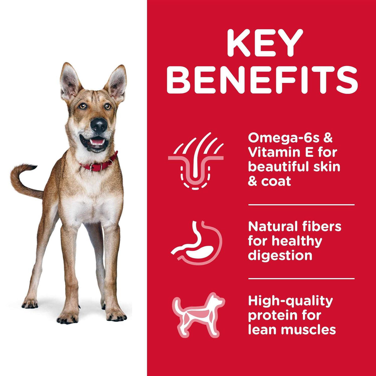 Adult Chicken & Barley Dry Dog Food L2057
