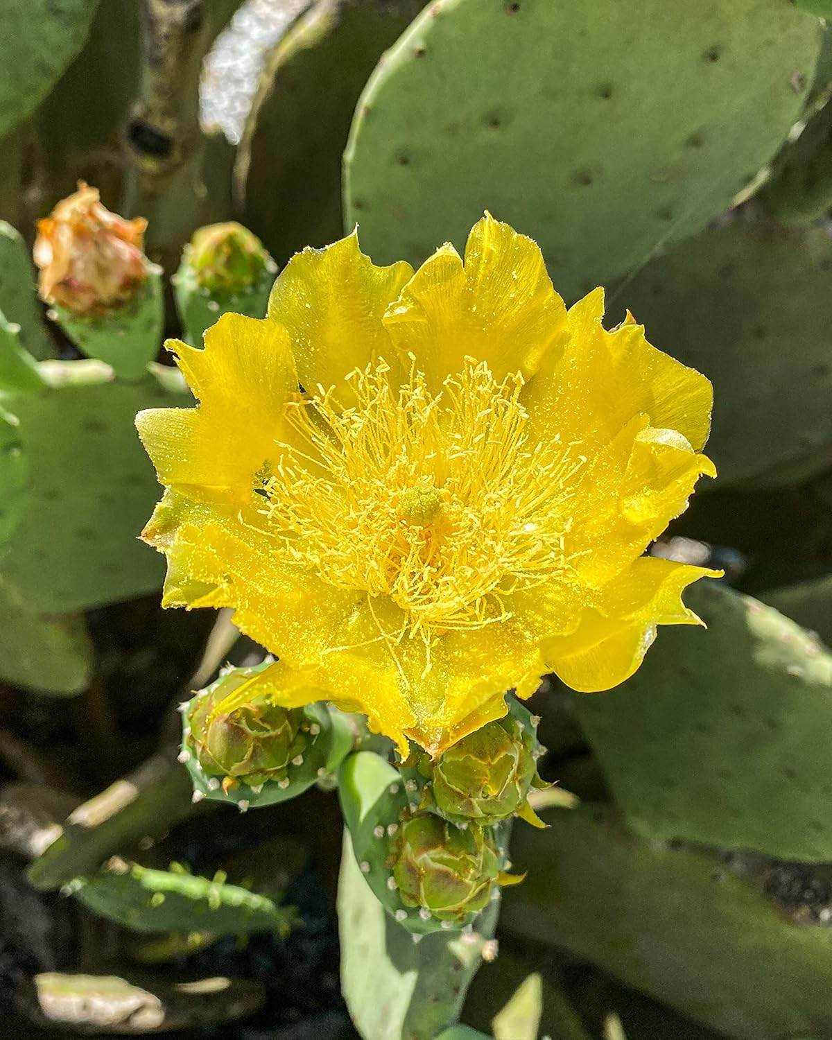 1 PAD Cutting Winter Hardy Cactus F348
