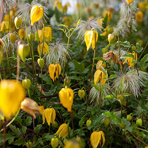 1000 Seeds Perennial Clematis Climbing Vine Garden Seeds O306