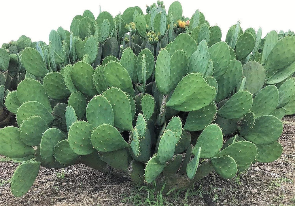 1 PAD Cutting Winter Hardy Cactus F348