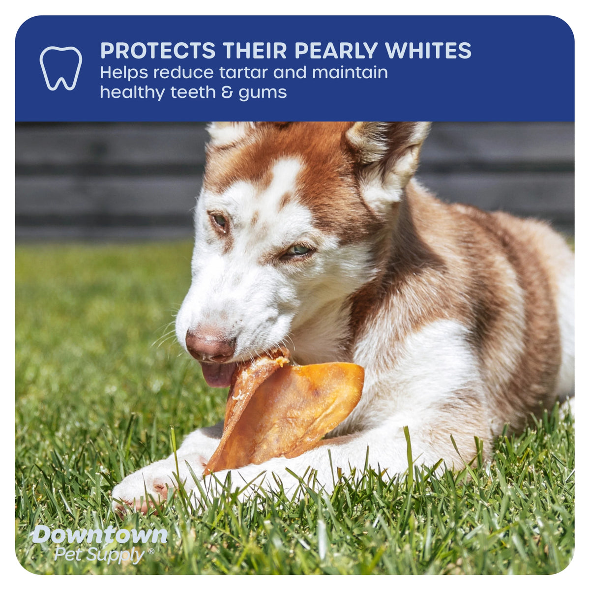 35 Pack Pig Ears Dog Chews F134
