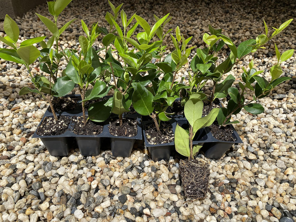 12 Live Plants in 2.5" Nursery Containers B54301