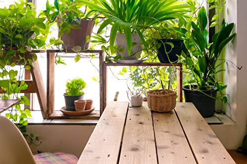All-purpose Liquid Houseplant Fertilizer for Potted Soil P426