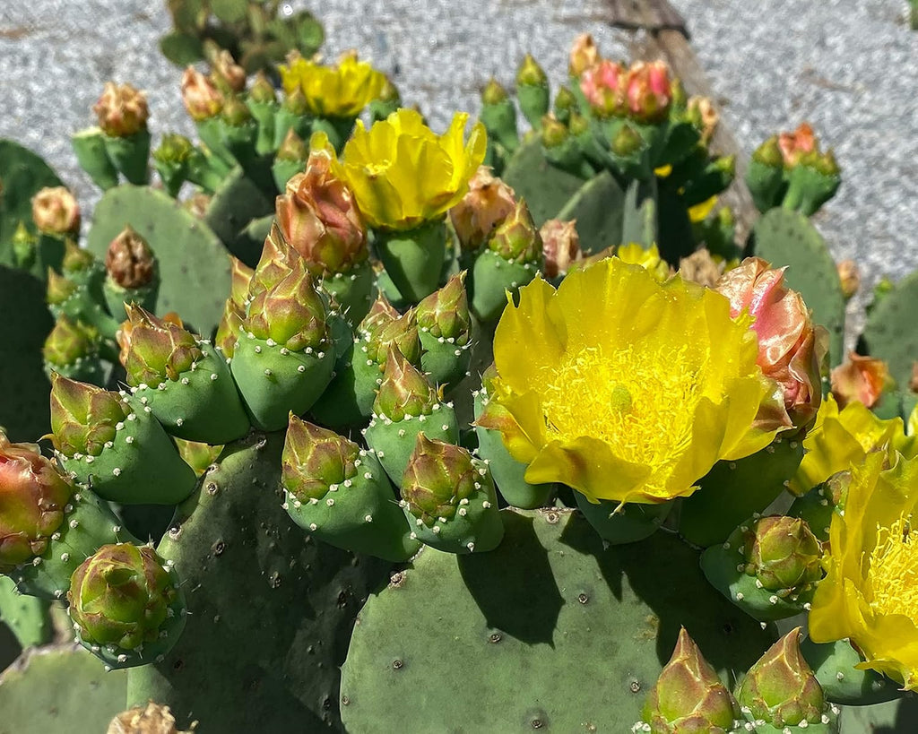 1 PAD Cutting Winter Hardy Cactus F348