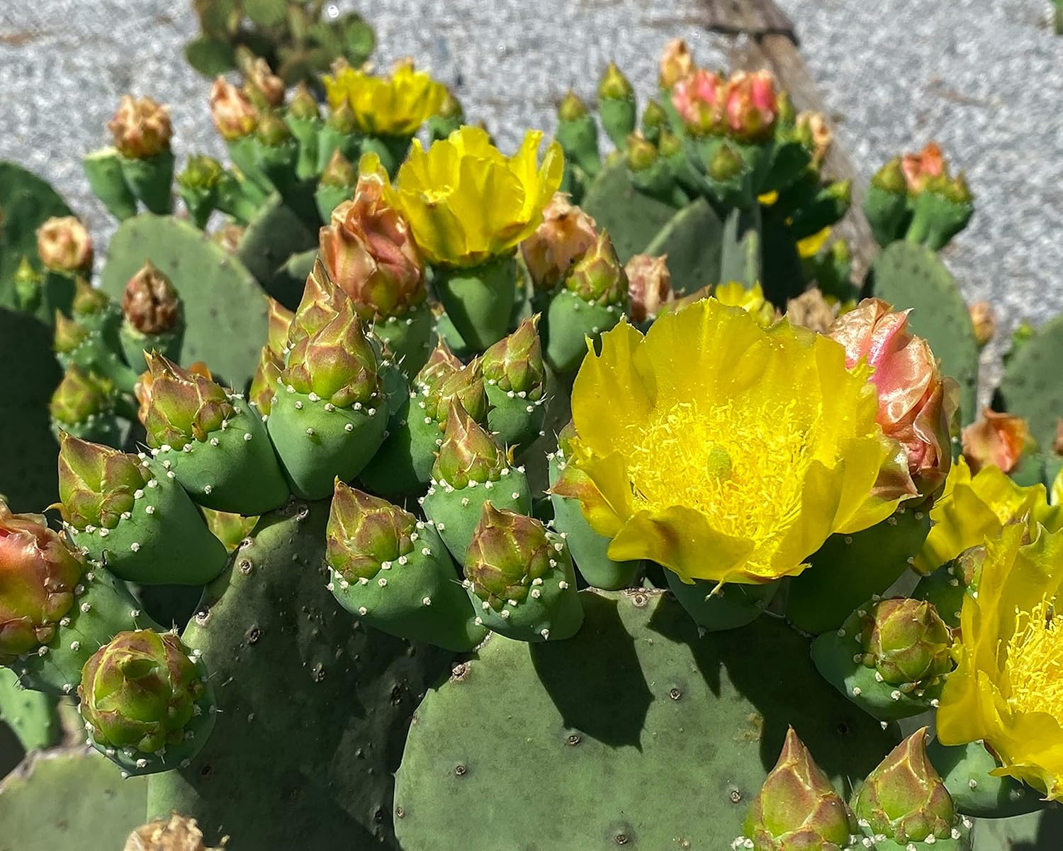 1 PAD Cutting Winter Hardy Cactus F348