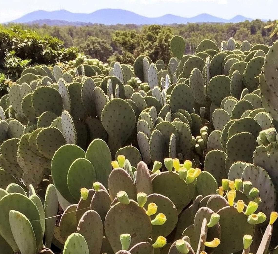 1 PAD Cutting Winter Hardy Cactus F348