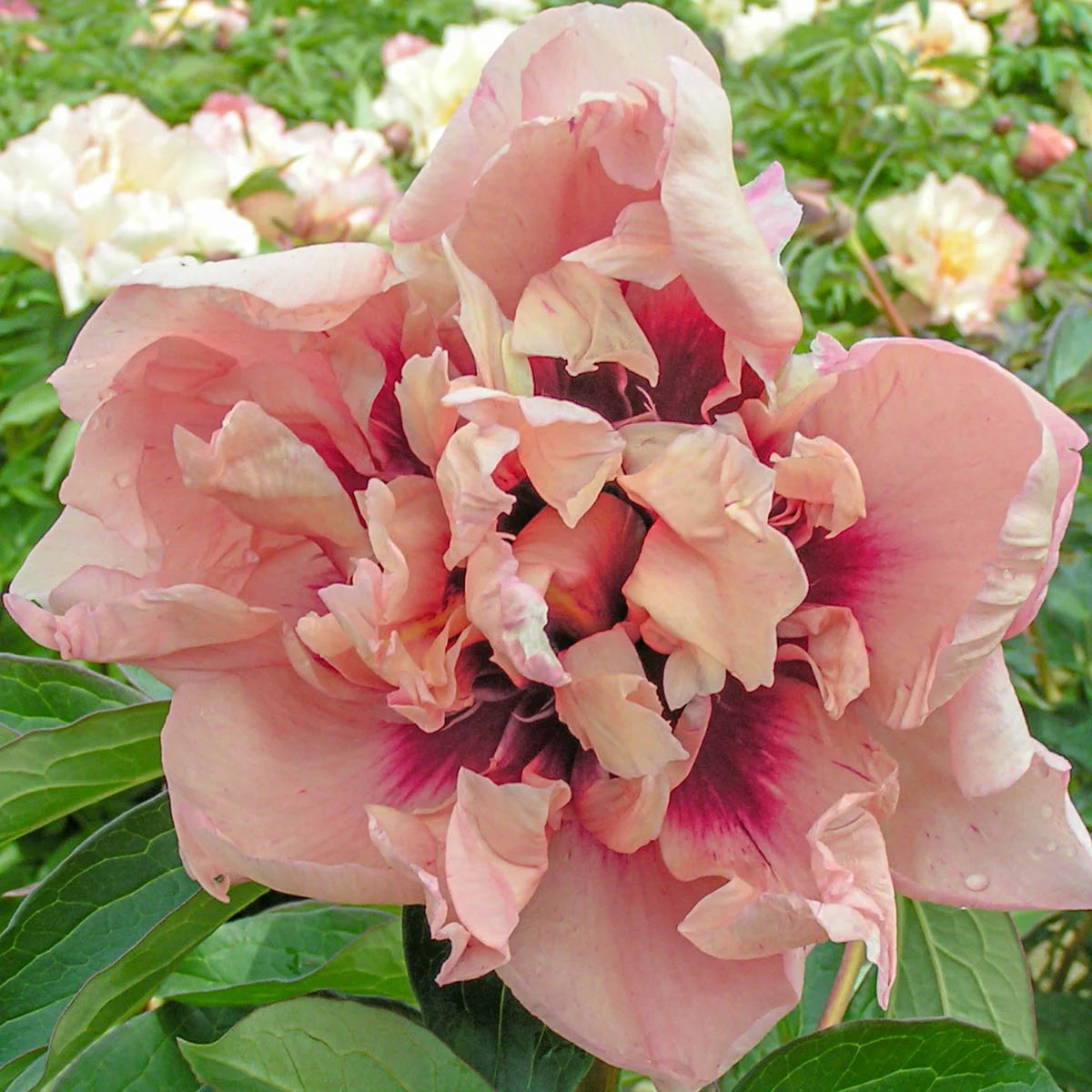 Radiant Selections Itoh Peony Dormant Bare Root Flowering Perennial Starter Plant (1-Pack) G55383