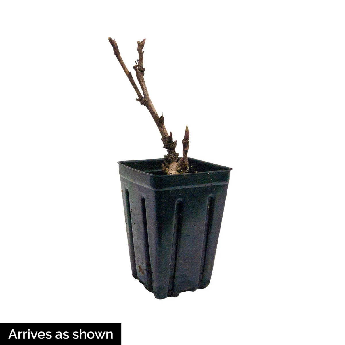 Radiant Selections Itoh Peony Dormant Bare Root Flowering Perennial Starter Plant (1-Pack) G55383