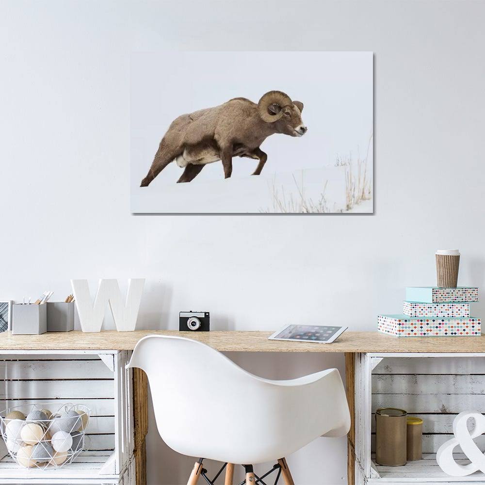 Canvas Wall Decor Prints Rocky Mountain Bighorn Sheep Ram W8639